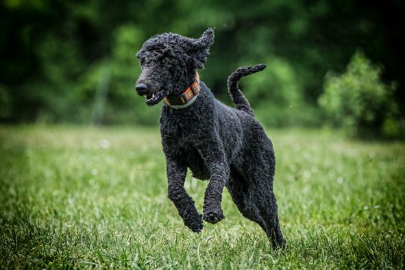 Blick über die eingezäunte, baumbestandene Hundespielwiese in Melle