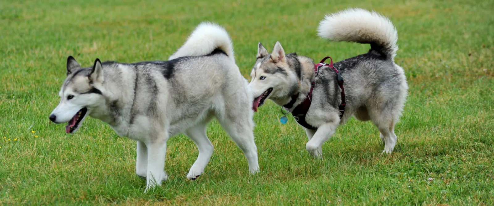 Hunde beim gemeinsamen Spiel auf der Wiese