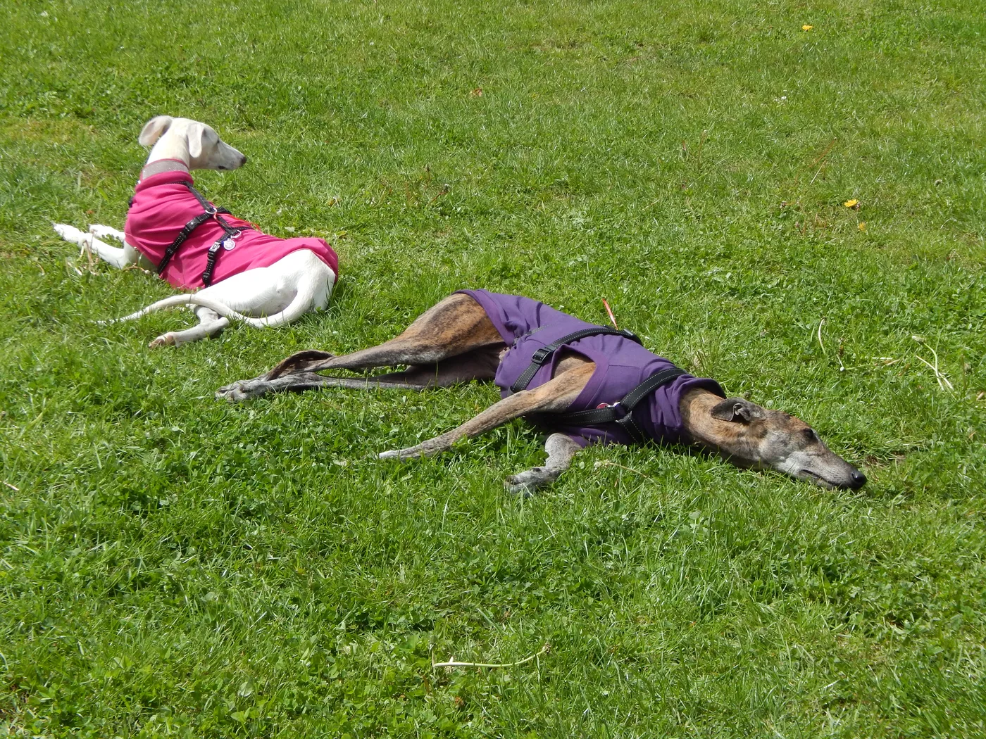 Bild 01 – Hundespielwiese Melle