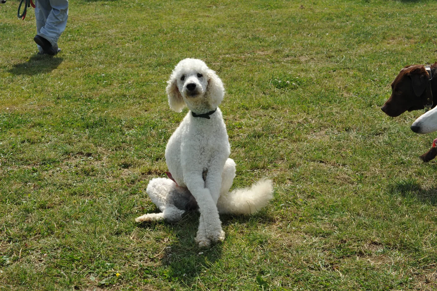 Bild 02 – Hundespielwiese Melle
