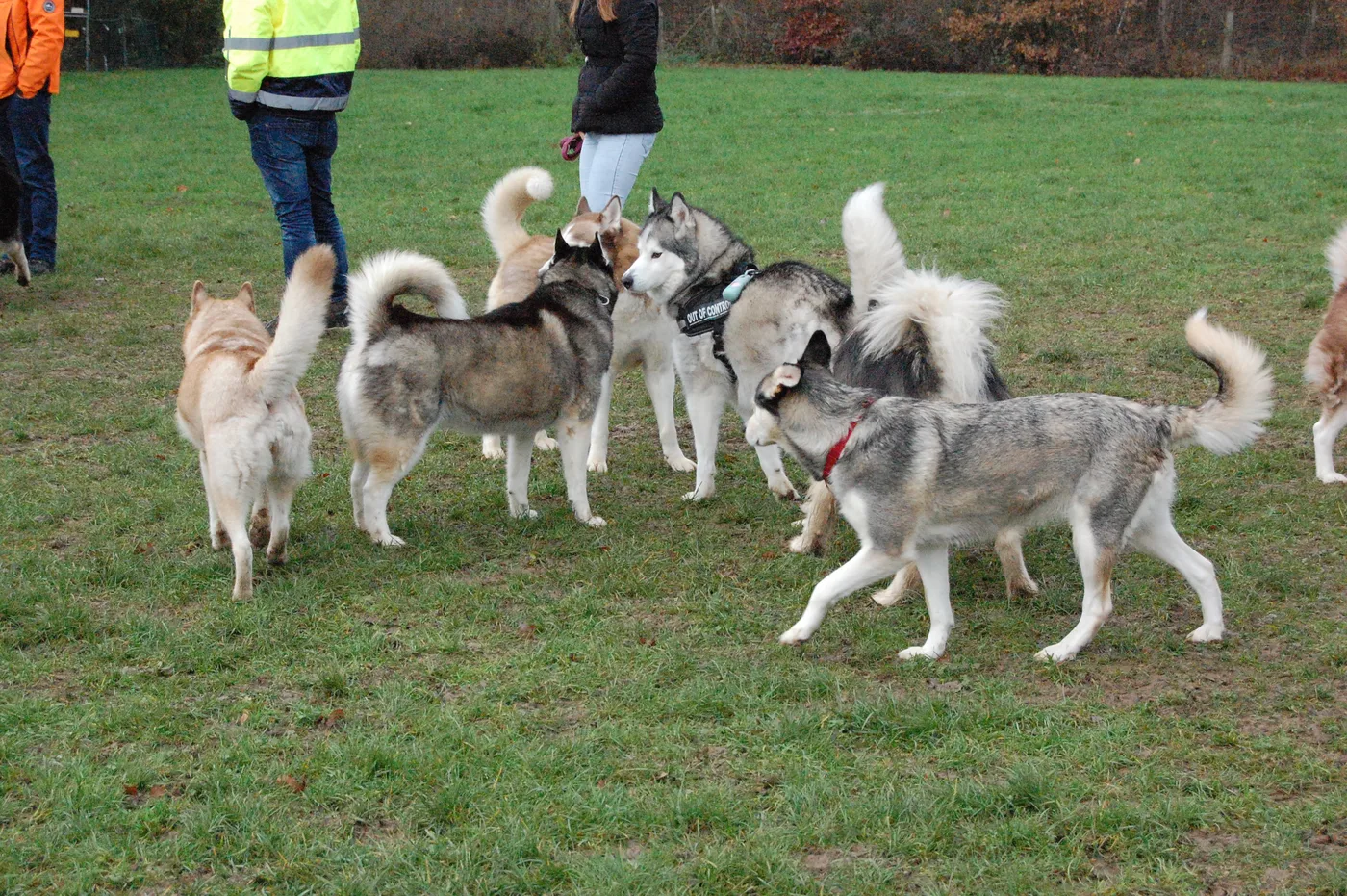 Bild 03 – Hundespielwiese Melle