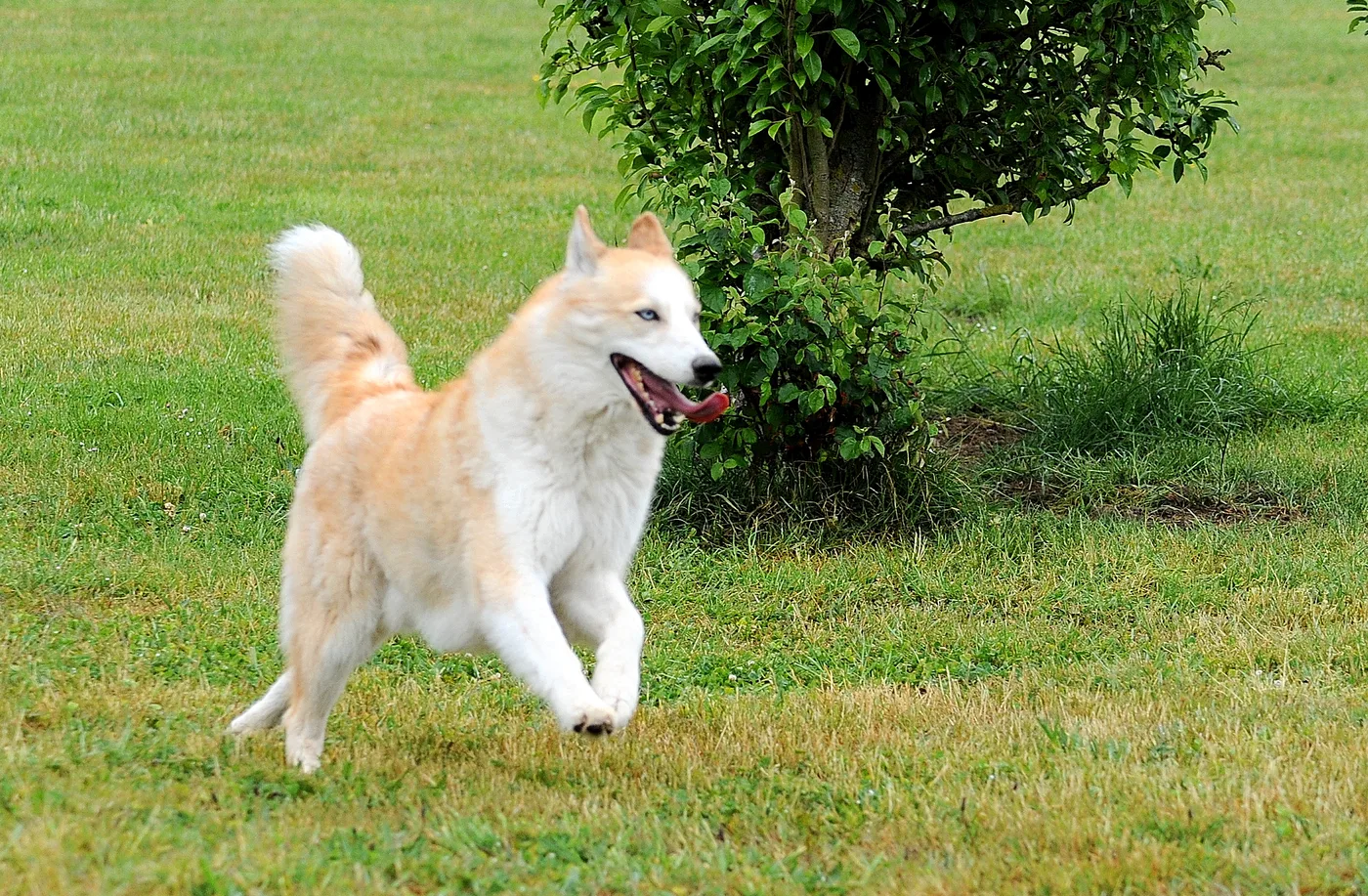 Bild 04 – Hundespielwiese Melle