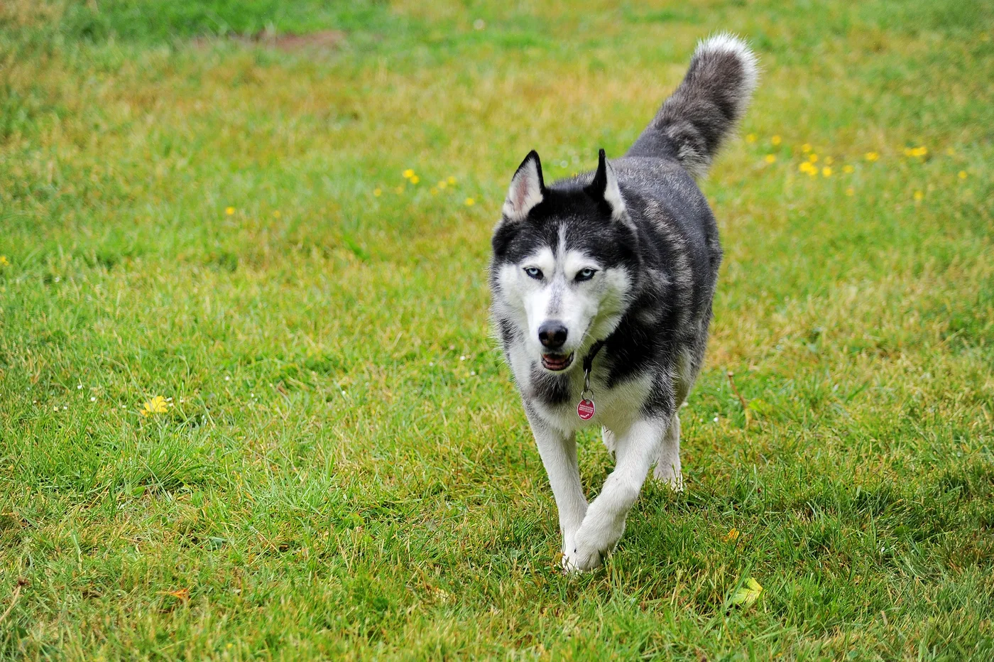 Bild 05 – Hundespielwiese Melle
