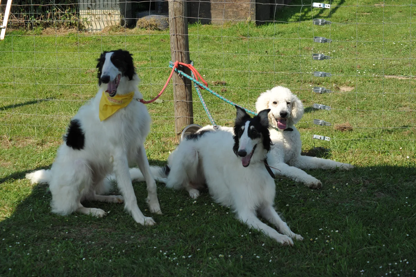Bild 06 – Hundespielwiese Melle