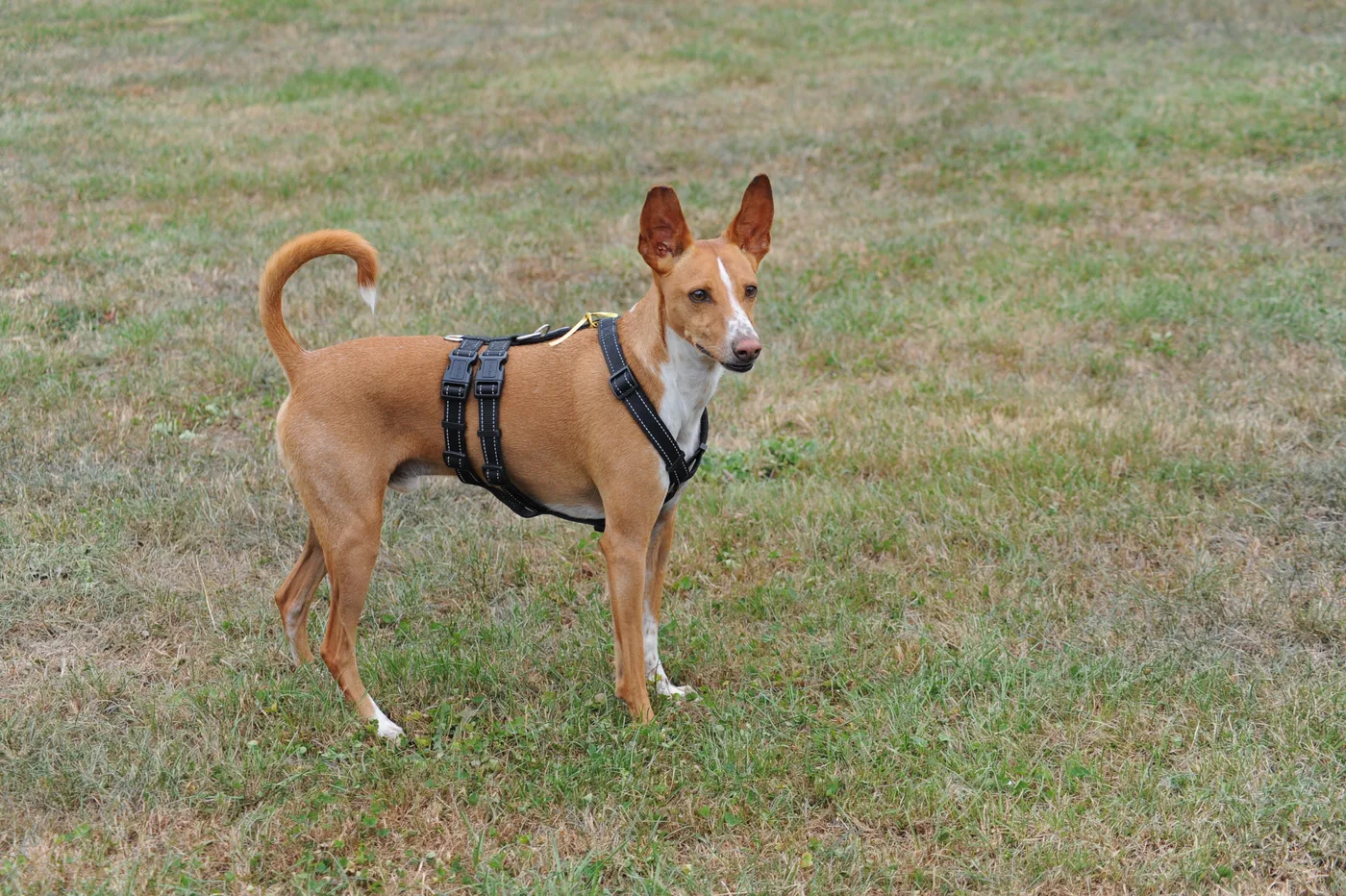 Bild 07 – Hundespielwiese Melle