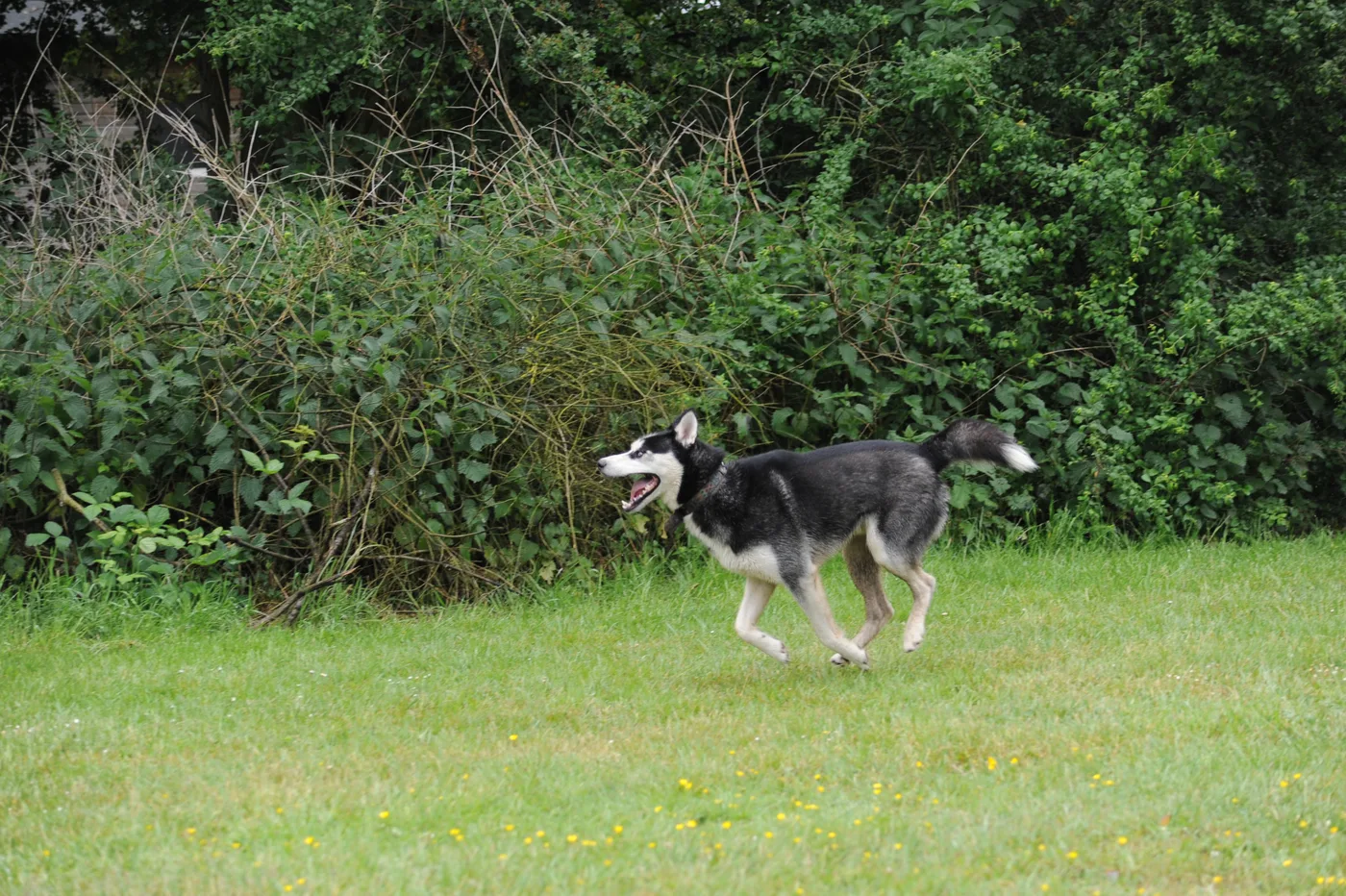 Bild 08 – Hundespielwiese Melle