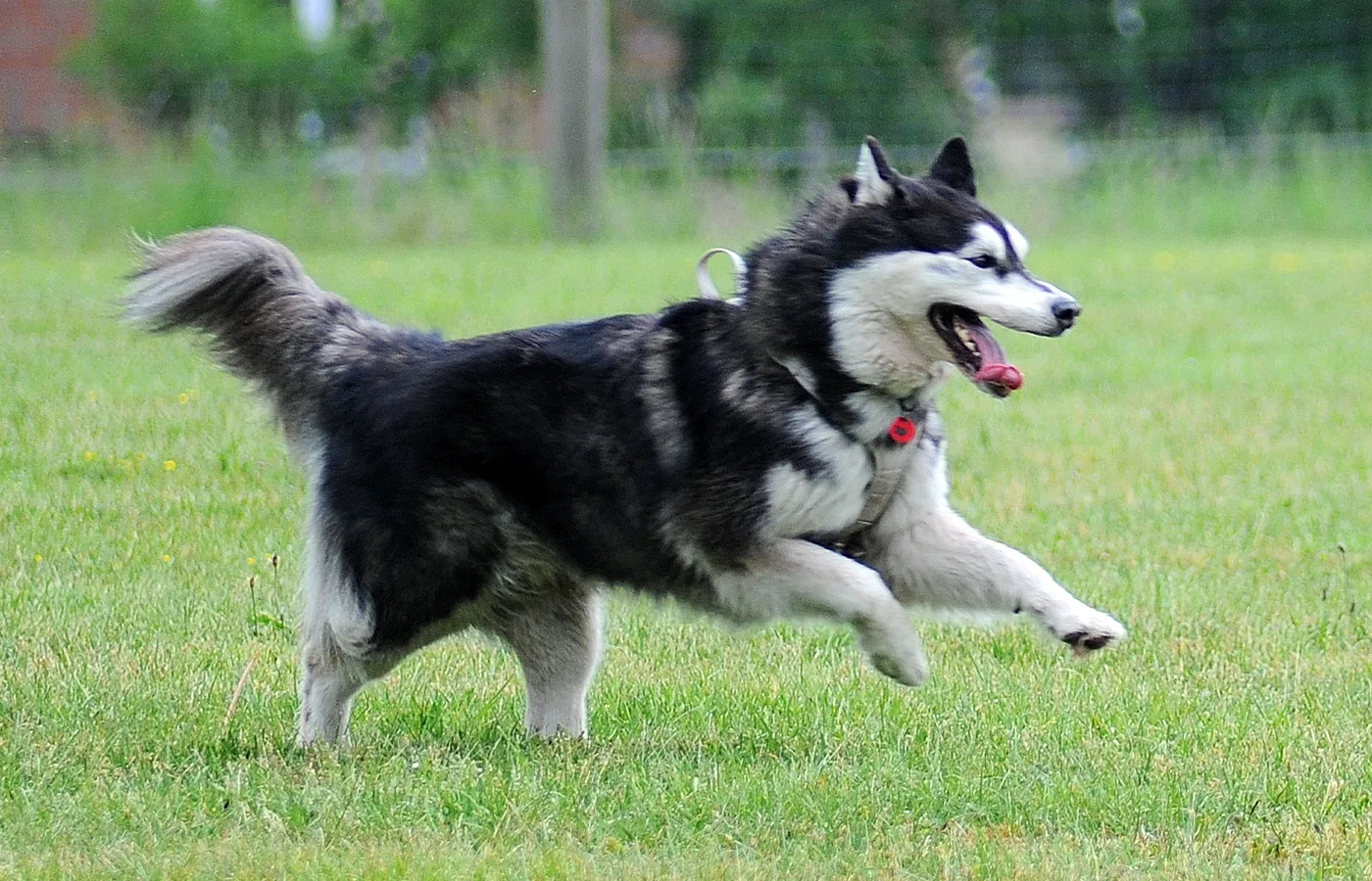 Bild 09 – Hundespielwiese Melle