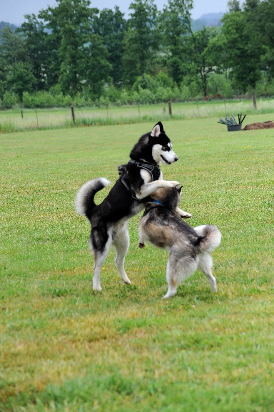 Bild 10 – Hundespielwiese Melle