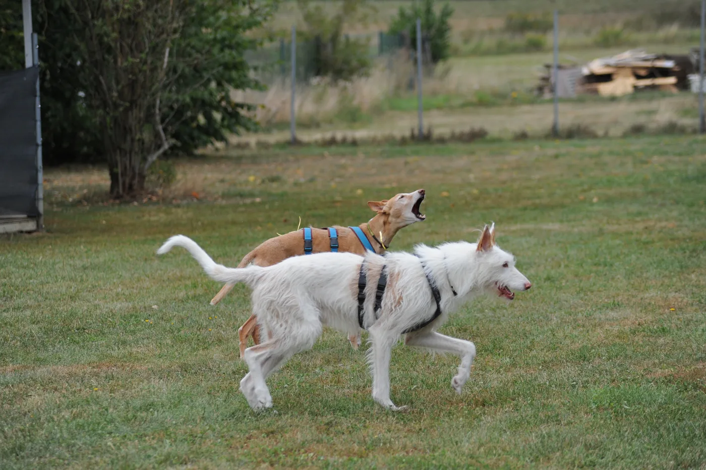 Bild 11 – Hundespielwiese Melle