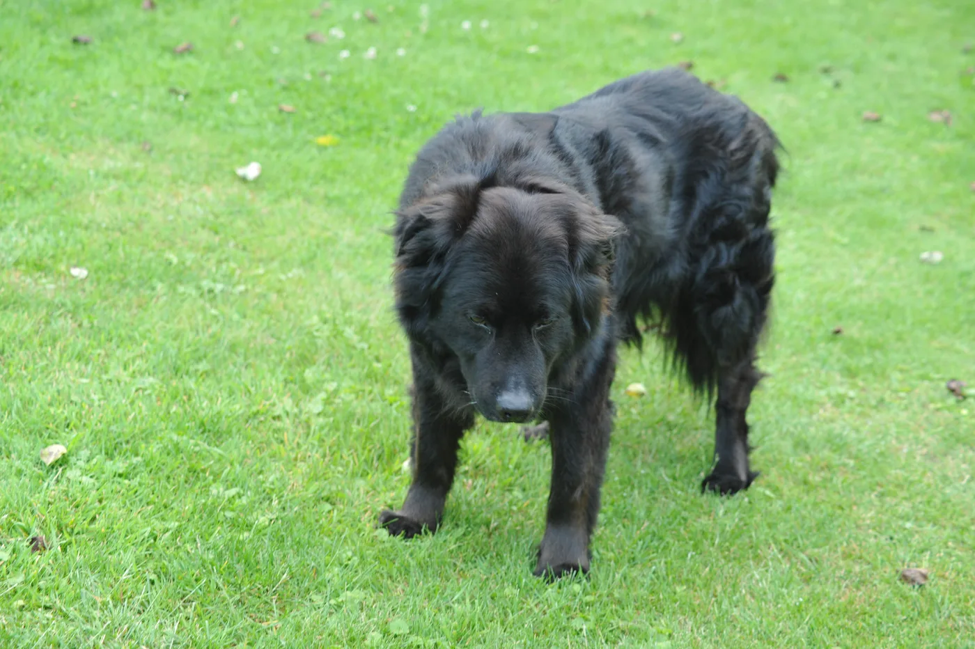 Bild 12 – Hundespielwiese Melle