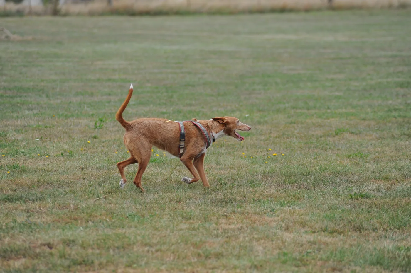 Bild 13 – Hundespielwiese Melle