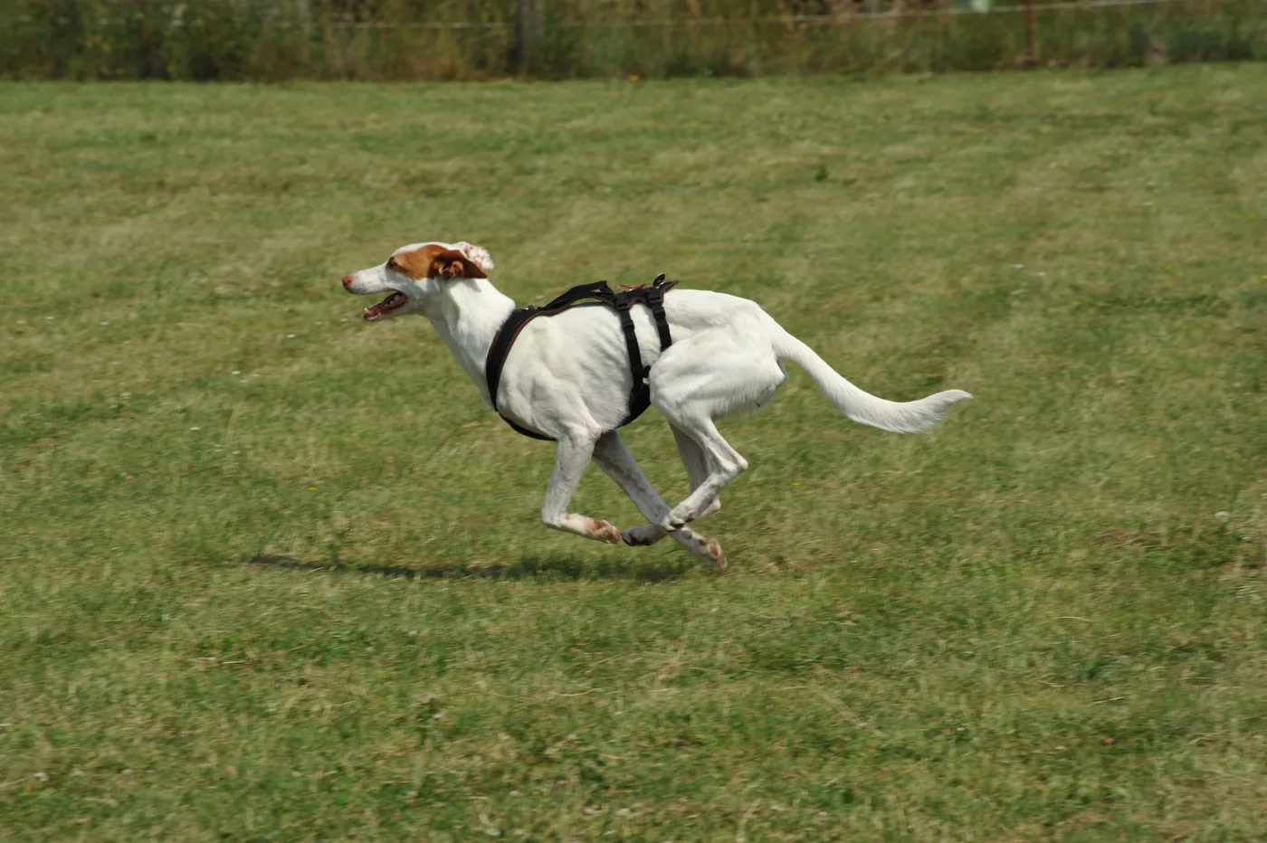 Bild 14 – Hundespielwiese Melle