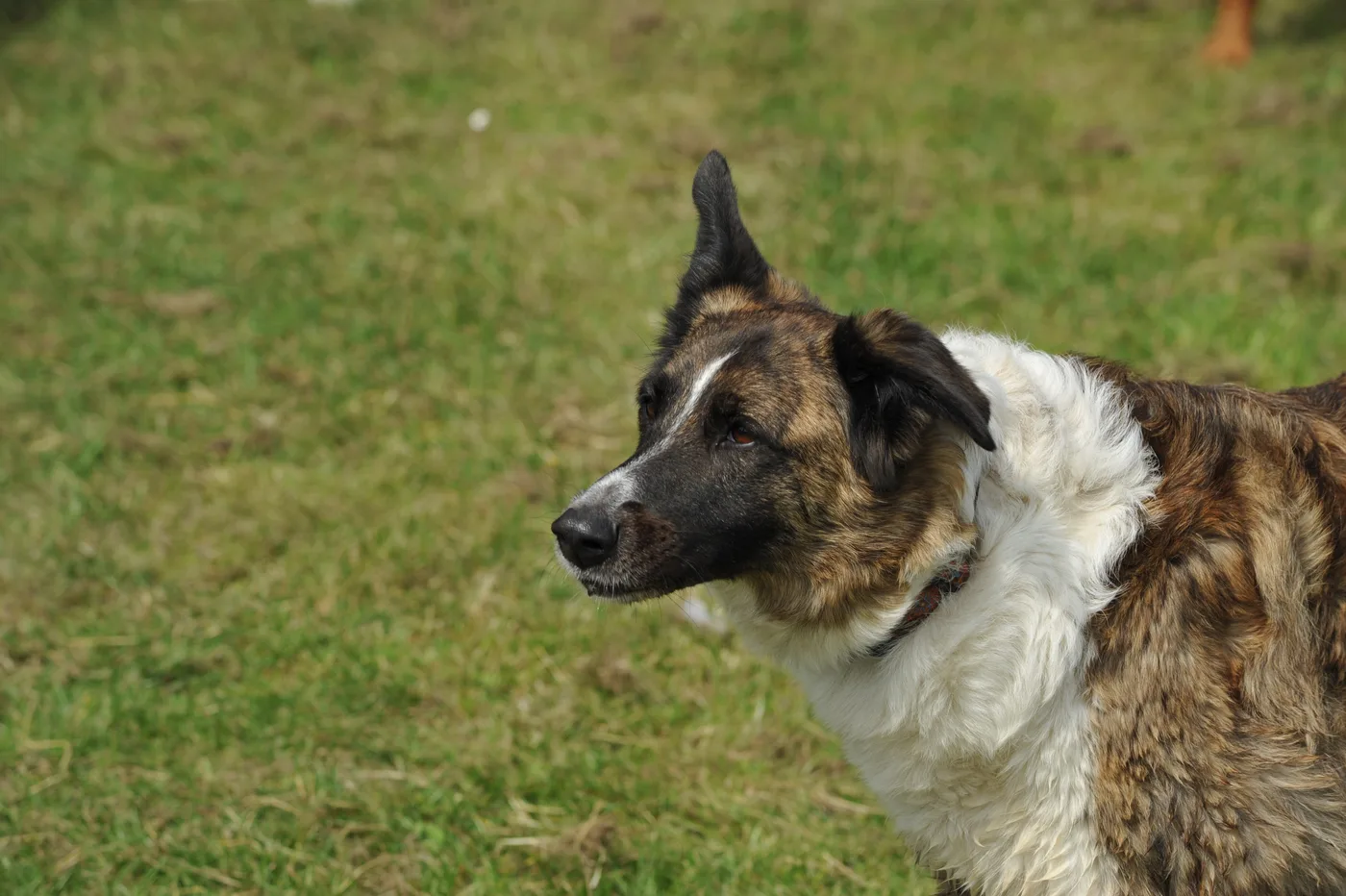 Bild 15 – Hundespielwiese Melle