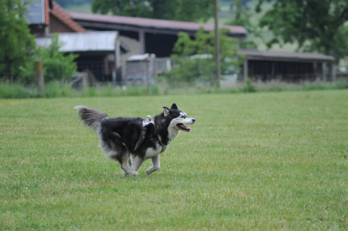 Bild 16 – Hundespielwiese Melle