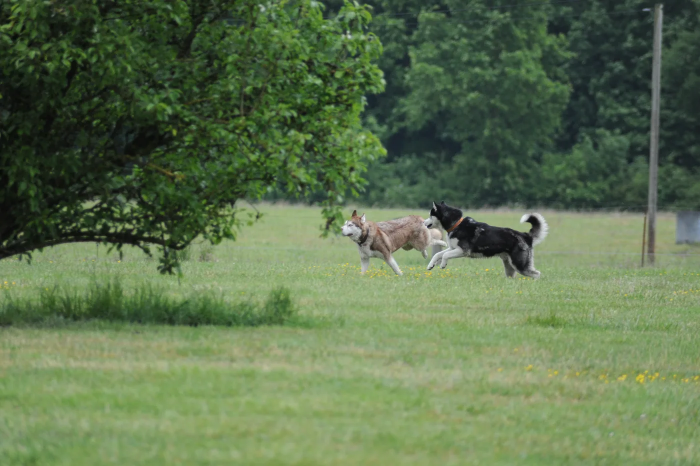 Bild 17 – Hundespielwiese Melle